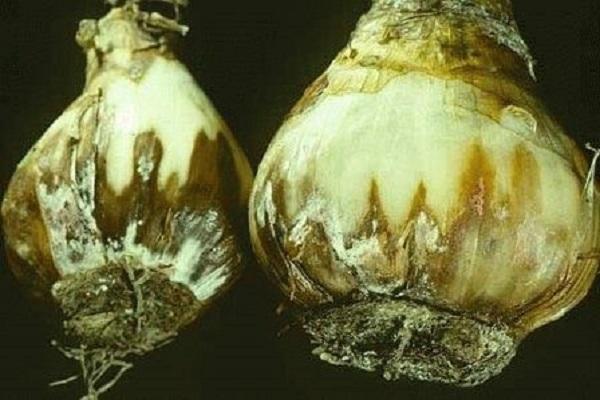 rot on bulbs