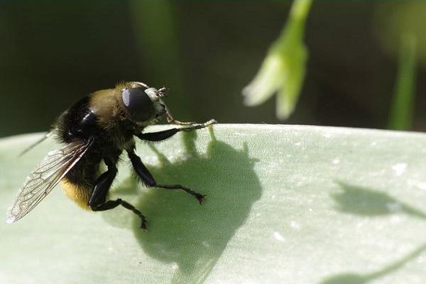 narcissen vliegen