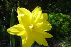 Description and features of the variety of daffodil Golden Ducat, planting and care