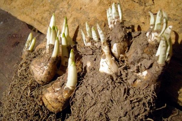 germination d'une fleur