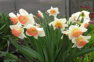 Description of the Pink Charm daffodil, planting dates and care rules