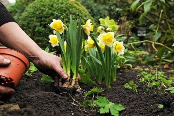 plantar una flor