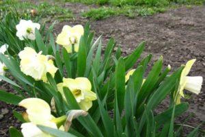 Description of the sweet Pomponet daffodil variety, planting and care rules