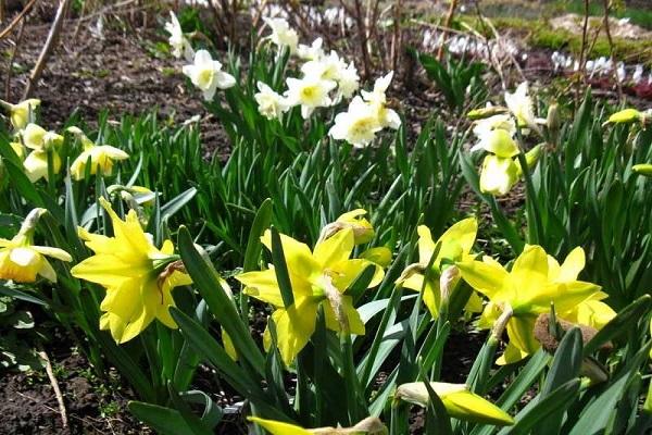 jonquille en fleurs