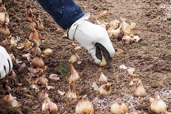 plantation dans le sol