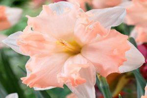 Description and characteristics of Waltz daffodil, planting and care