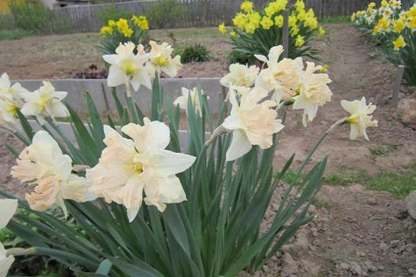 dutch flowers