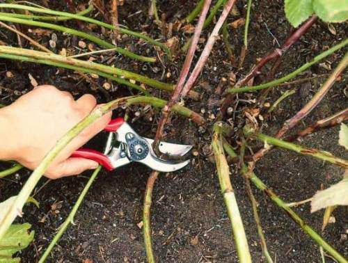 pruning blackberries