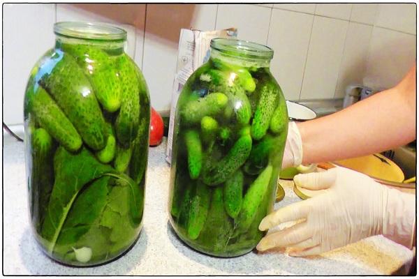  pickling cucumbers