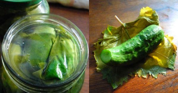 horseradish leaves