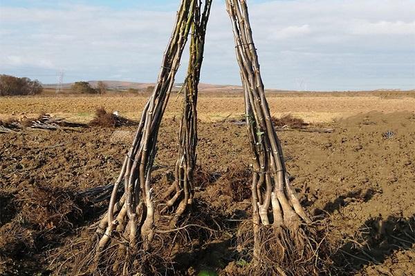 árbol para plantar