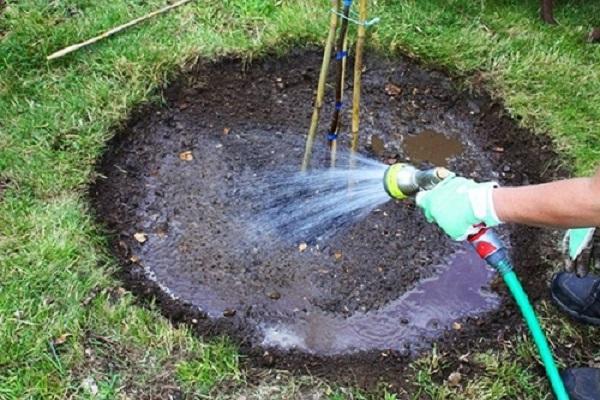 watering trees