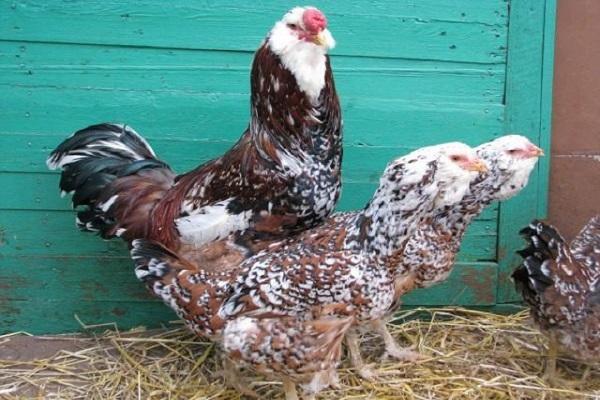 Orlov chickens