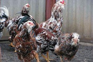 Description and characteristics of Oryol chickens, breed keeping rules