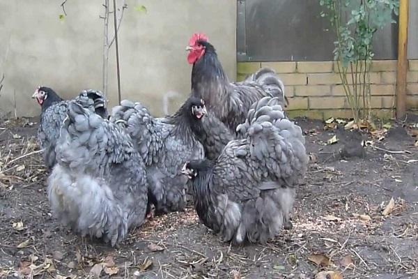 las aves son flemáticas