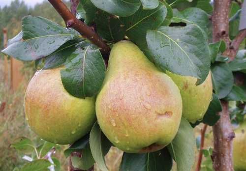 zhegalov's pear