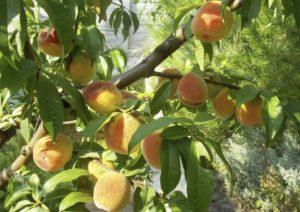 Características y descripción de la variedad de melocotón amarillo de Donetsk, plantación y cuidado.