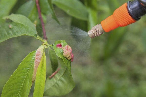 spraying leaves