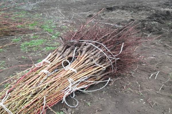 plántulas vinculadas