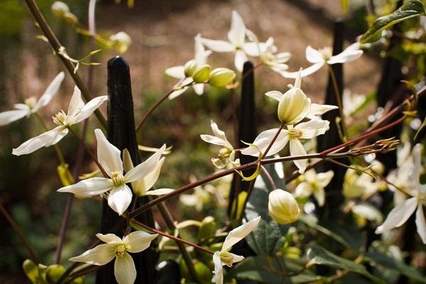 les bourgeons fleurissent