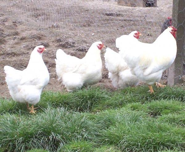 poulets blancs