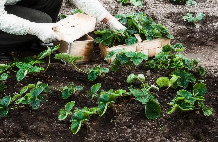 plantation de fraises