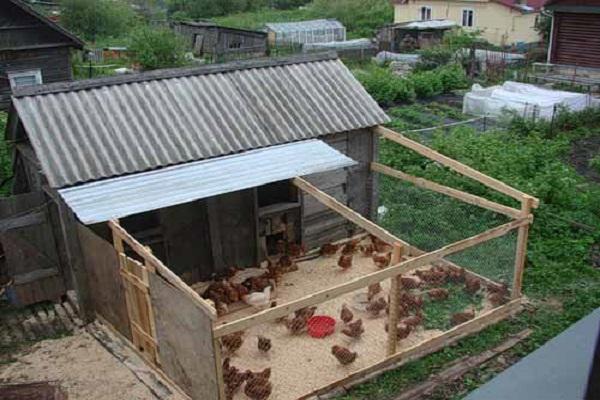 chicken shed