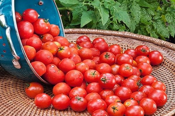 tomates cherry