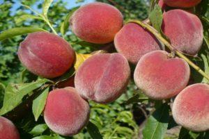 Descriptions of the 20 best varieties of Crimean peaches and growing rules