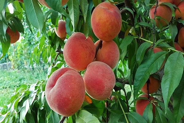 Stavropol berwarna merah jambu