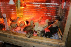 Optimal temperature values ​​for raising day-old chicks