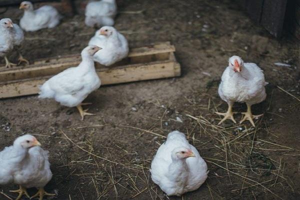 pájaros blancos