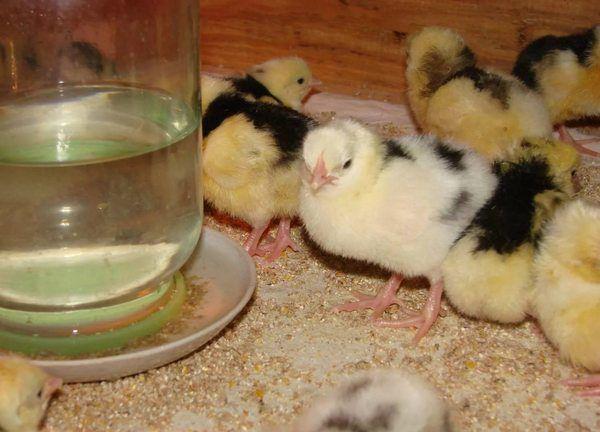 watering chickens