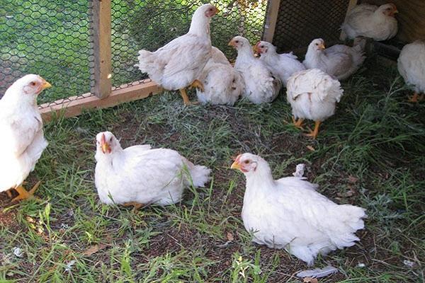 garder les poulets de chair