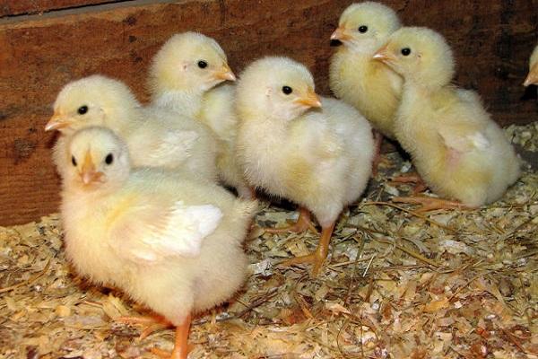 poultry breeding