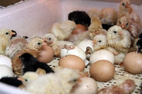 broilers in the incubator