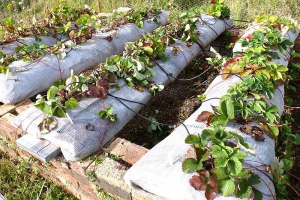 sprouting strawberries