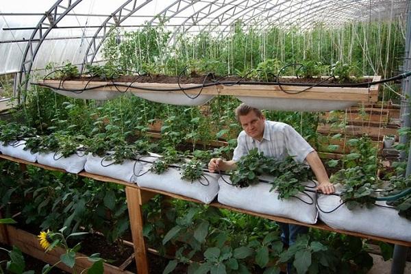 greenhouse owner