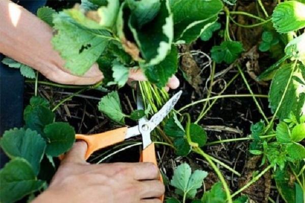 pruning with scissors