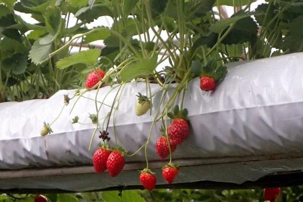 greenhouse bed