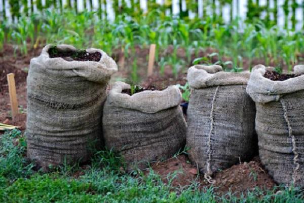 bags of earth