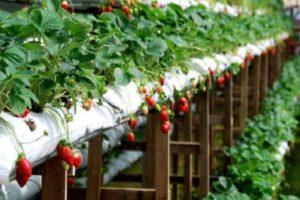 Technologie et instructions étape par étape pour la culture des fraises en sacs