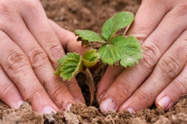 planting strawberries