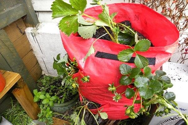 bag of strawberries