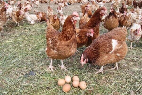 chickens in the yard