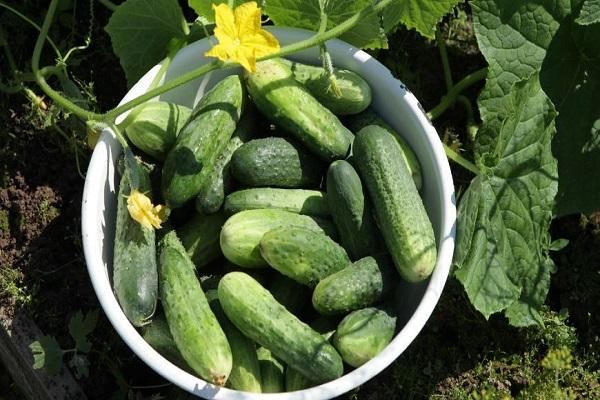 a bowl of cucumbers