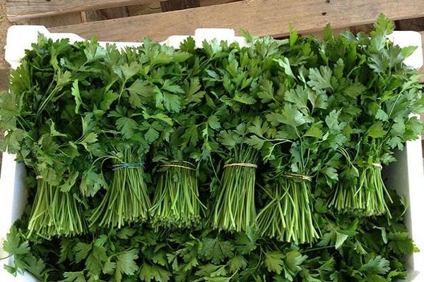 cilantro preparation