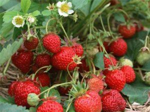 Descripción y características de la variedad de fresa Zenith, plantación y cuidados.