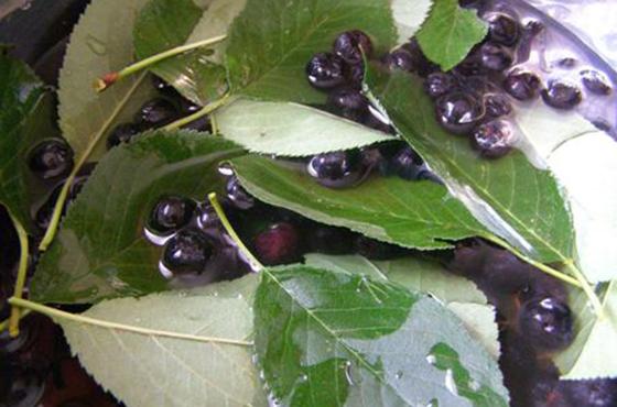 confiture aux feuilles de cerisier