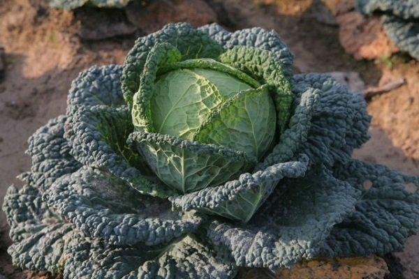 savoy cabbage